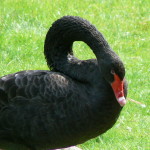 black swan events
